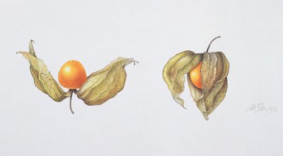 Cape Gooseberries (Physalis Peruviana) by Margaret Ann Eden